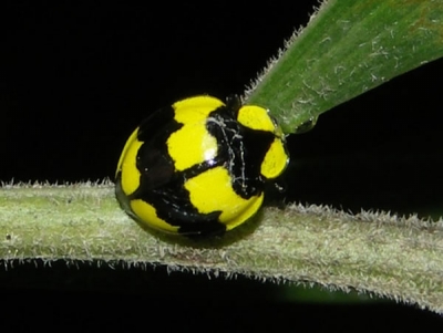 Fungus-eating Ladybird - Ladybirds species | CHIAMAIAS JISHEBI | ჭიამაიას ჯიშები
